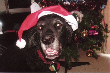 15-12-2011 3-26-54 PM